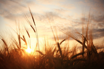 Naklejka premium landscape fantastic sunset on the wheat field sunbeams glare