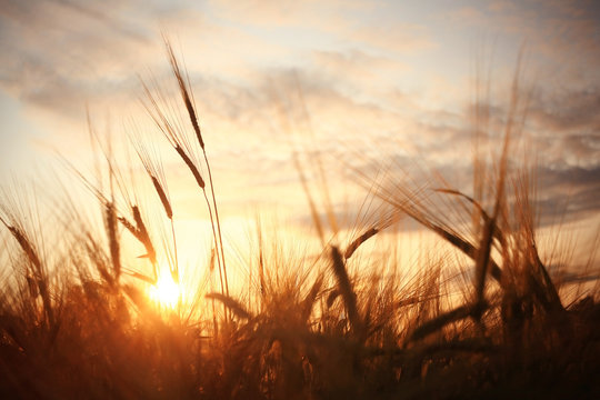 Fototapeta landscape fantastic sunset on the wheat field sunbeams glare