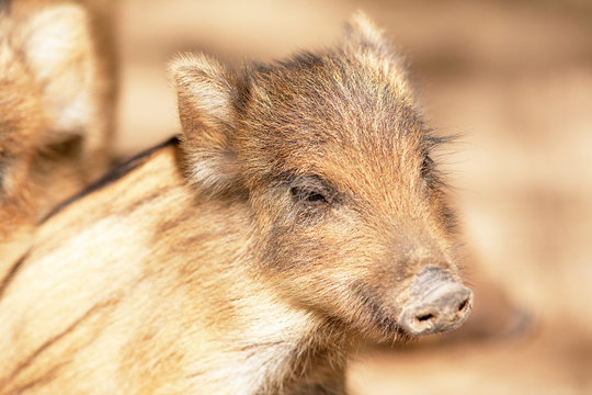 Marcassin, jeune sanglier en gros plan