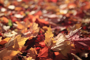background texture of yellow leaves autumn leaf background