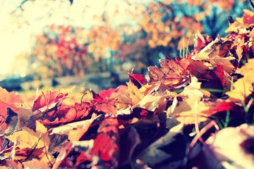 Cercles muraux Automne leaf fall in autumn park landscape