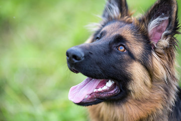 Young dog german shepherd on the grass