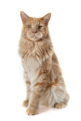 Obraz premium maine coon cat