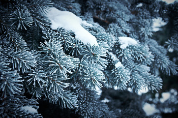 Winter frost on spruce tree