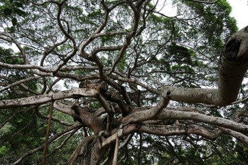 Fototapeta na wymiar Ficus benjamina
