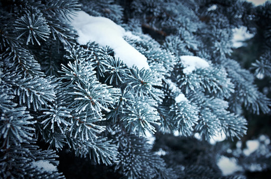 Fototapeta Winter frost on spruce tree