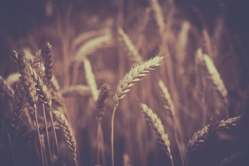 photo of background, backdrop of  ears on the beautiful wheat field toned in retro vintage style