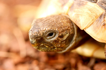 Fototapeta premium Hermann's tortoise (Testudo hermanni boettgeri)