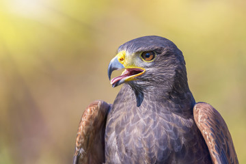 portrait of harris hawk on natural outdoor background