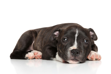 Staffordshire bull terrier puppy
