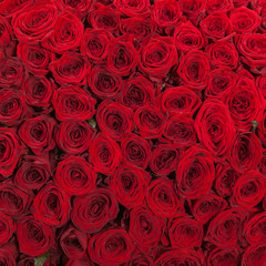 Red roses background natural texture of love
