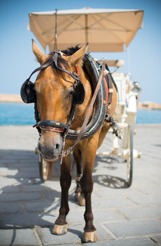 Horse and vintage carriage on the pier near the sea.