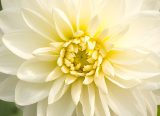 Close up of flower for background or texture