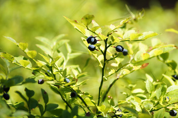 Blueberry, bilberry,huckleberry or whortleberry (vaccinium myrtillus). Shrub with the ripe fruits.