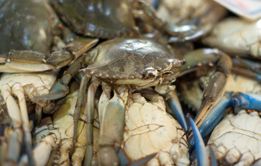 Fresh Mediterranean crab on the market.