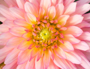 Obraz premium Close up of flower for background or texture