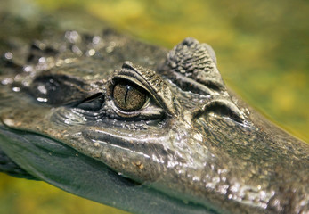 Close-up of Crocodile Eye