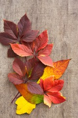 Naklejka na ściany i meble beautiful fallen autumn leaves over a wooden table