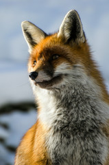 Fototapeta premium Volpe rossa primo piano