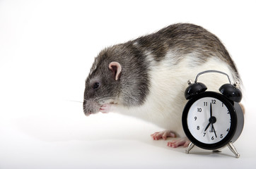 Rat and alarm clock.