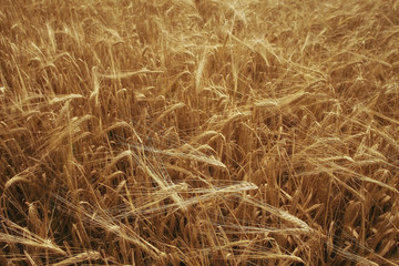 spikelets of wheat in a field texture agriculture