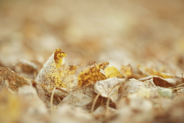 texture fallen yellow leaves