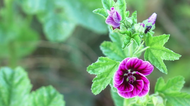 Mallow longstanding