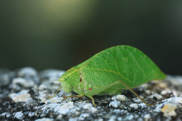 Grasshopper mimics tree leaf