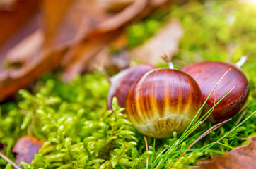 Chestnuts in a forest in autumn.