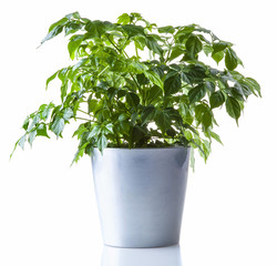 Potted plant isolated on white