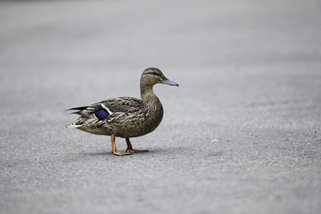 duck in city park
