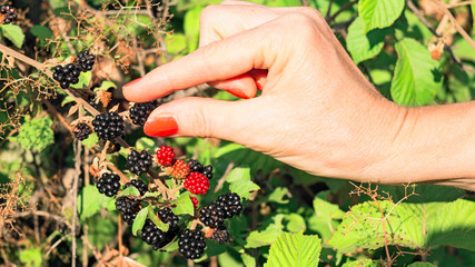 woman's hand catch blackberry 