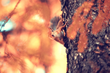 cute squirrel in the autumn forest