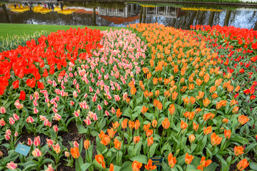 Amsterdam flowers