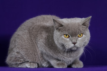 studio portrait of a cat on a purple blue background