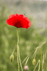 Red poppy
