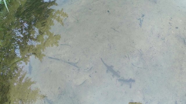 underwater life of the Carpathian and Alpine newts and other aquatic creatures. only in the mating season, they crawl out of their secret refuge in underground burrows
