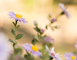 Michaelmas daisies (botanical name: Aster novi-belgii or Symphyotrichum novi-belgii), also known as New York asters, in garden flowerbed in autumn