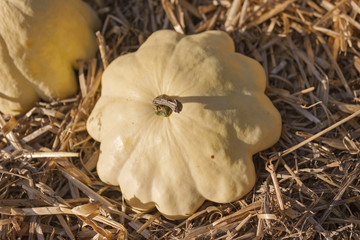 White variety of gourd