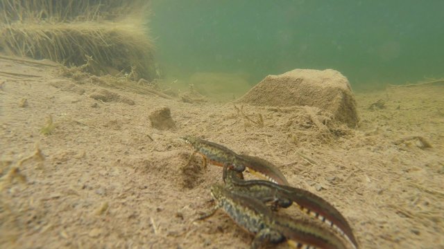 Triturus Images Browse 1,734 Stock Photos, Vectors, and Video Adobe