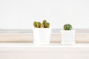 Two cactus in white pots on windowsill and a lot of space for text