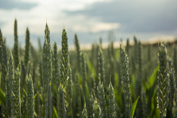 Obraz premium Green wheat field