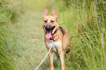 Naklejka na ściany i meble Cross-breed dog walking in long grass