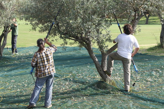 Abbacchiatori e Scuotitori per Olive in un oliveto - Powered by Adobe