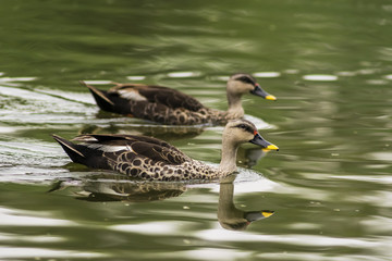Spot-billed duck swimming in water