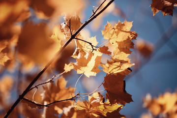 concept autumn in city