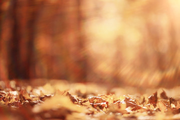 background autumn leaves in the park, nature