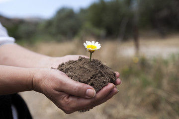 Chamomile is growing up in rich soil on hands
