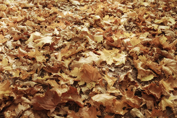 Autumn texture of yellow fallen leaves