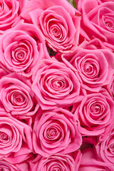 Pink natural roses background